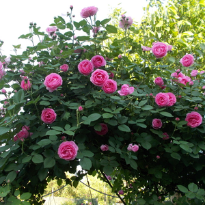 Svijetlo roza  - burbon ruža 